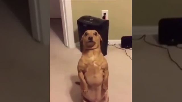 Roblox Hentai смотреть онлайн