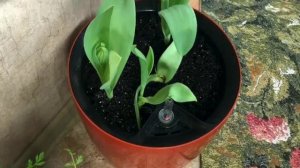 Тюльпаны на балконе