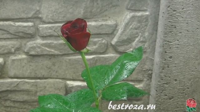 Как выглядят черные розы смотреть онлайн