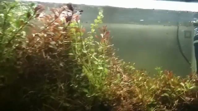 Растения с теплички смотреть онлайн