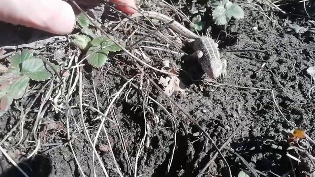 Ручная ящерица на даче в Подмосковье. Не боится людей. А может только меня. смотреть онлайн