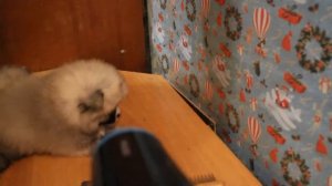 Первая стрижка щенка шпица.