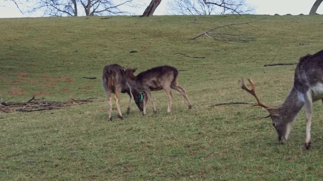 28 октября Ефимов день. Ефимий Осенний. Народные запреты, приметы, традиции и обряды. смотреть онлайн