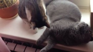 Коты моются