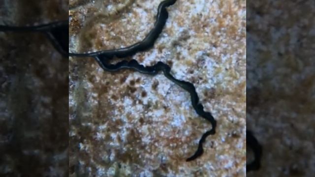 Green Spoonworm (Bonellia viridis) смотреть онлайн