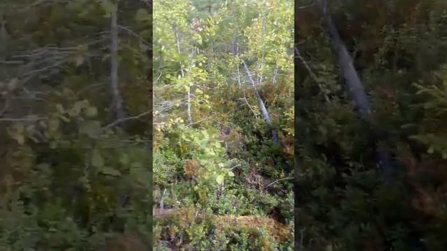 Брусника смотреть онлайн