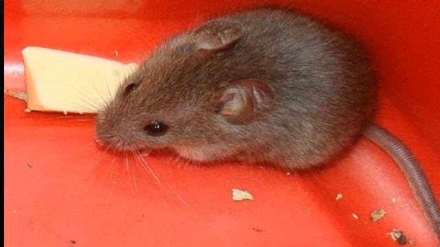 Самое прожорливое млекопитающее ! смотреть онлайн