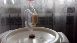 Брожение браги на диких дрожжах пшеницы