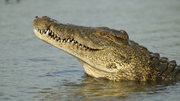 National Geographic: Суперхищники. Крокодил (2010)