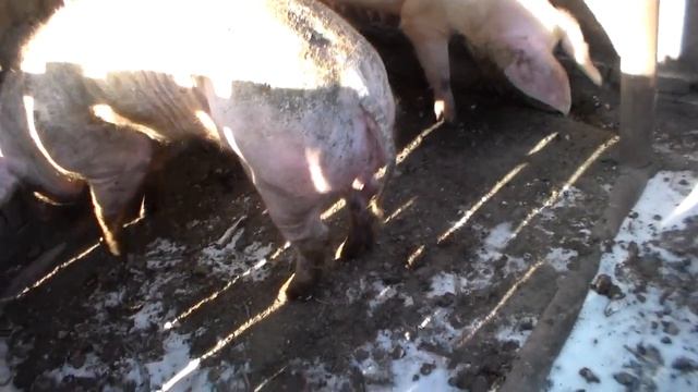 Что будет если пустить хряка на свиноматку не в охоте,как ведёт себя свинья с хряком . смотреть онлайн