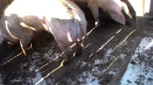 Что будет если пустить хряка на свиноматку не в охоте,как ведёт себя свинья с хряком .