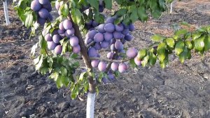 Слива Президент