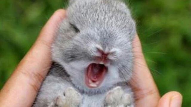 Petz rescue wildlife - Selection смотреть онлайн