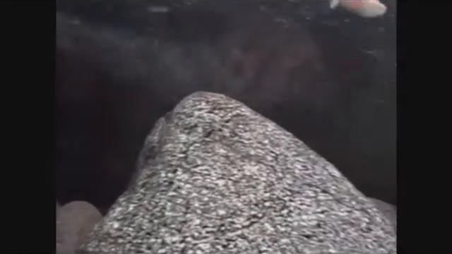 Данио деварио смотреть онлайн