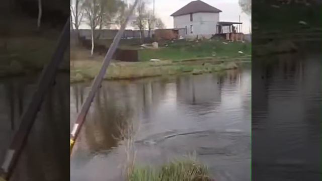 Карп на дикой речке! На прижим из хлеба! смотреть онлайн