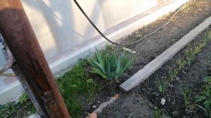 Забор из плоского шифера через год после монтажа