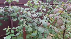 Организация малинника.