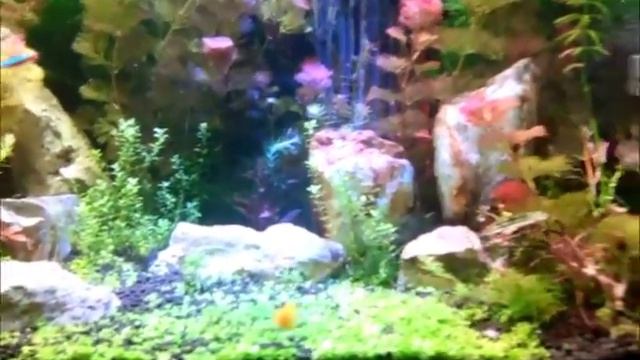 My Beutifull Cabomba aquascape смотреть онлайн