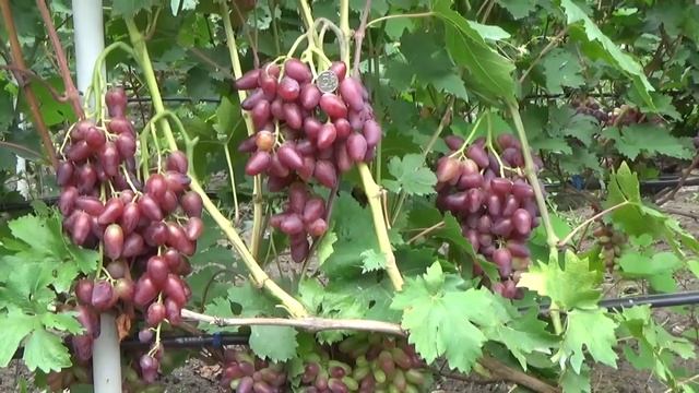 Виноград Дубовский розовый. Второе плодоношение привитого куста. www.vinograd-kriulya.com смотреть онлайн