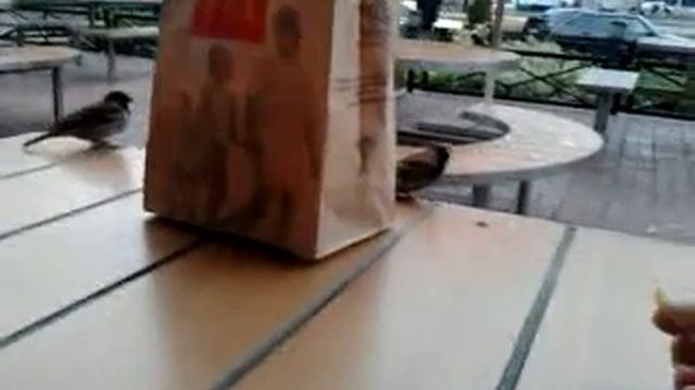 Воробьи питаются едой из McDonalds\Sparrows eat food from McDonalds смотреть онлайн