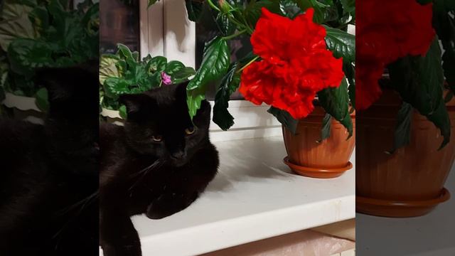 драные коты