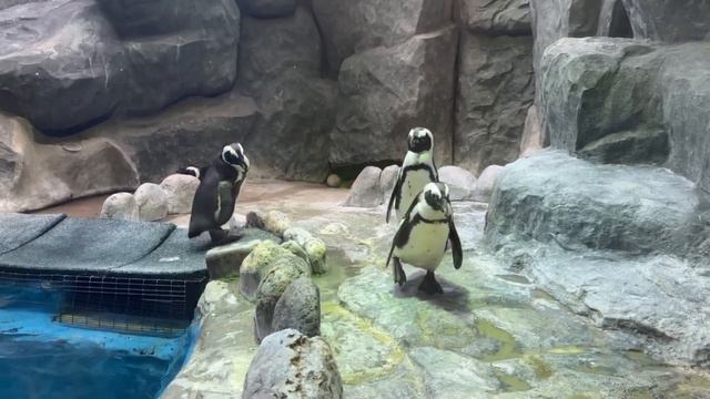 •🤗🐧Вот такая атмосфера царит в вольерах у пингвинов/Московский зоопарк смотреть онлайн