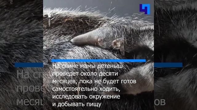 В одном из зоопарков Великобритании родился гигантский муравьед смотреть онлайн