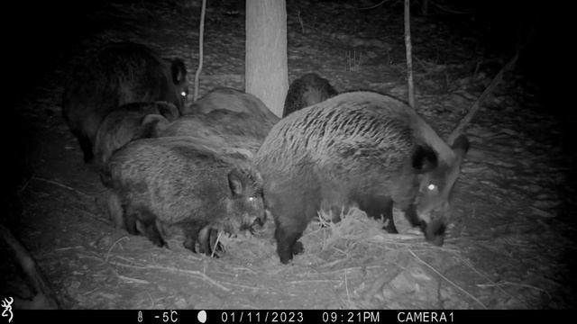 Семейные хлопоты диких кабанов. смотреть онлайн