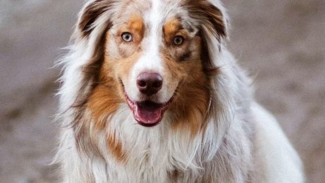 Австралийская овчарка Аусси - описание пастушьей породы, интересные факты смотреть онлайн