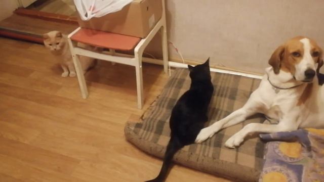 Гончий и кот смотреть онлайн