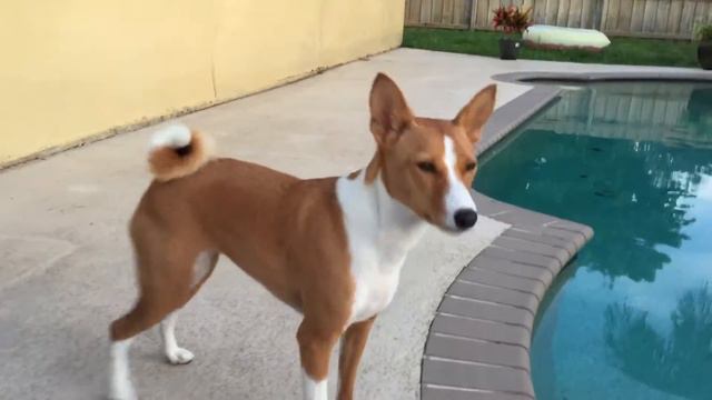 Pretty Girl Ginger смотреть онлайн