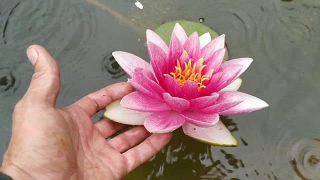 Кувшинка (нимфея) Конкер. Water lily (Nymphaea) Conqueror смотреть онлайн