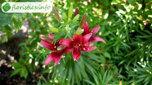 ? Посадка лилий в саду: как и когда сажать лилии весной и осенью