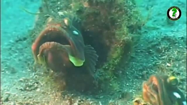 Морская щучья собачка: устрашающие рыбы-агрессоры смотреть онлайн