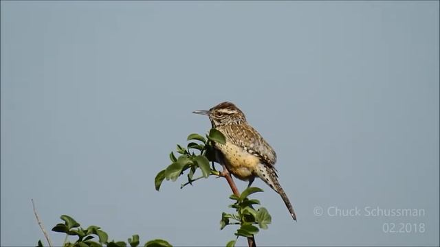 Cactus Wren (Campylorhynchus brunneicapillus) смотреть онлайн