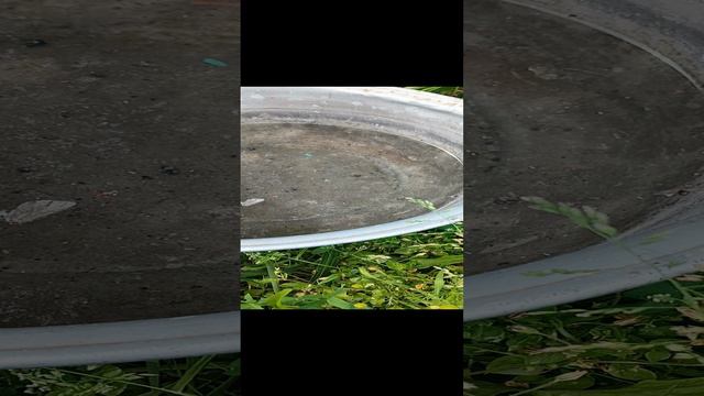 Личное открытие : осы не тонут в воде.