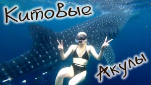 Китовые акулы снорклинг , Whale sharks snorkeling