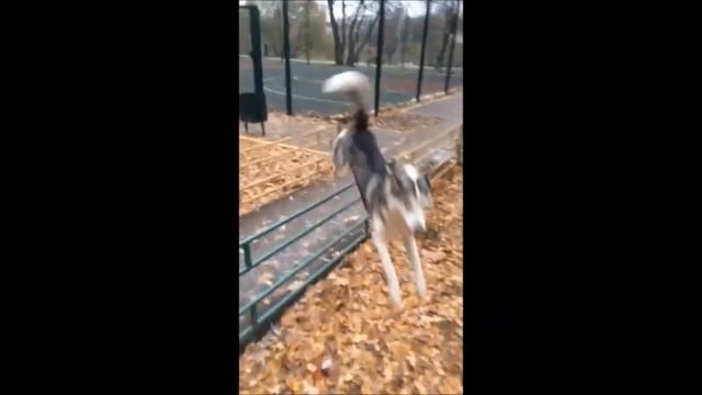 Дрессировка Воспитание Хаски Кумар 1 смотреть онлайн
