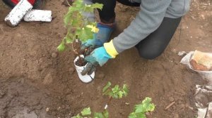 Школка для Саженцев винограда или посадка на временное место