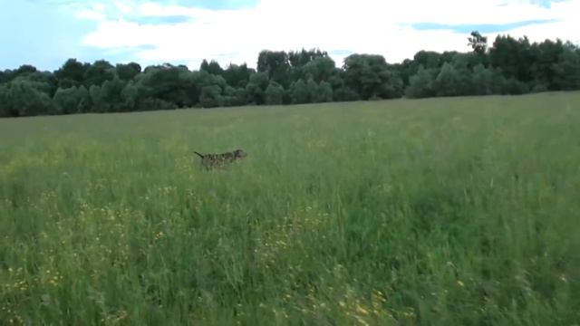 Курцхаар Браун первое поле. 2014 смотреть онлайн