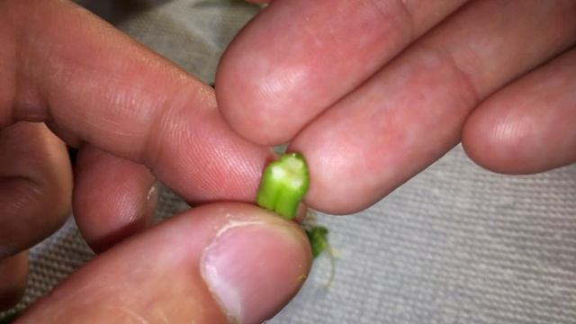 Garden Story - Albuca Spiralis flower dissection смотреть онлайн