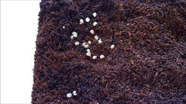 Малышки-улитки. Часть 1. Вылупление улиток ахатин.