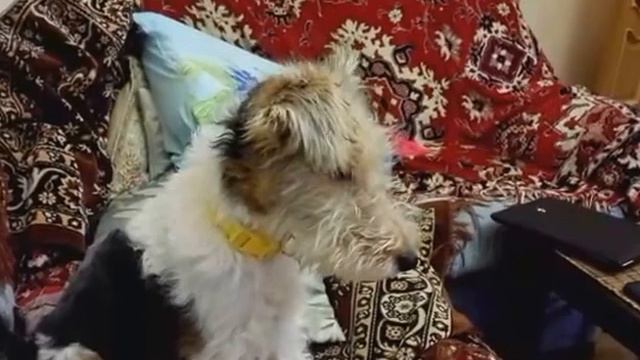 (Оффтоп) Собака подпевака. The dog sings (Modern Talking) смотреть онлайн
