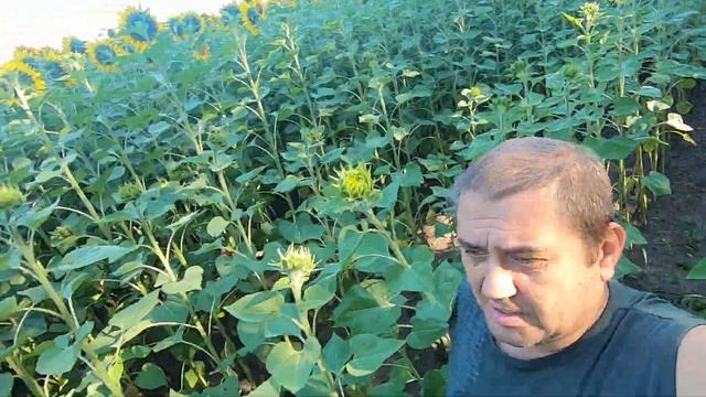 Пасека на связи #4 Медосбор 2022 главный взяток с подсолнуха на двух ближних полях! Какой привес... смотреть онлайн