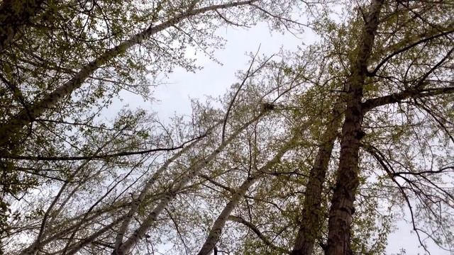 Коршун напал на гнездо сороки. смотреть онлайн