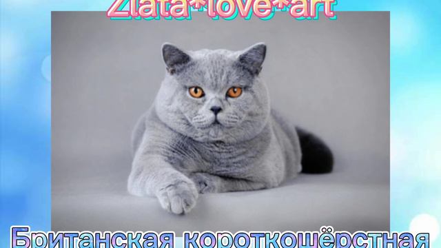 Тест породы котов "Мяу тест" :) #zlataloveart смотреть онлайн