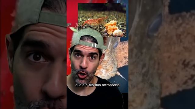 CAMARÕES são as BARATAS do mar | Pidobiologia смотреть онлайн
