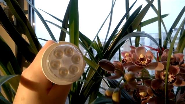 Подсветка орхидеи Цимбидиум. смотреть онлайн