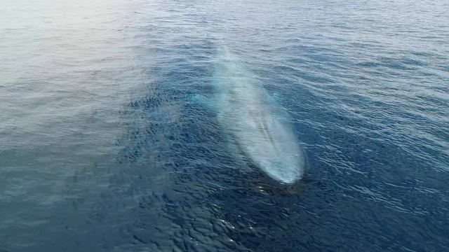 2020 Whale Watching Documentary: A Year In My Life смотреть онлайн