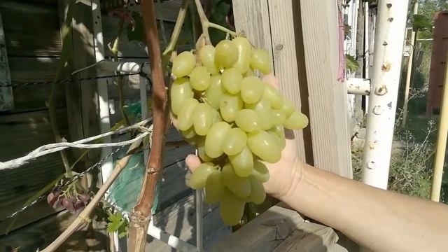 Виноград Бананас смотреть онлайн